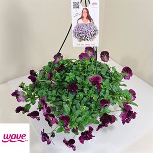 Bild von Viola HP27 Cool Wave Raspberry